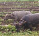 Myanmar. Senderismo en Hsipaw Banner_Hsipaw