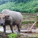 Myanmar. Senderismo en Hsipaw Hsipaw
