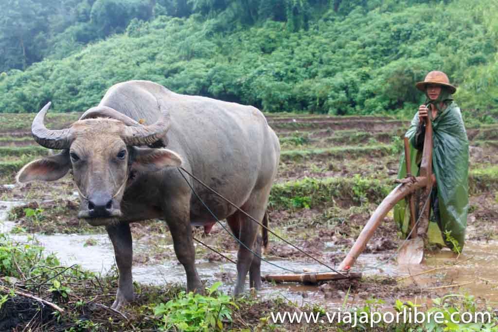 Myanmar. Senderismo en Hsipaw Hsipaw