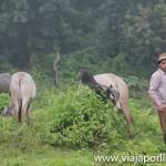 Myanmar. Senderismo en Hsipaw Senderismo por Hsipaw