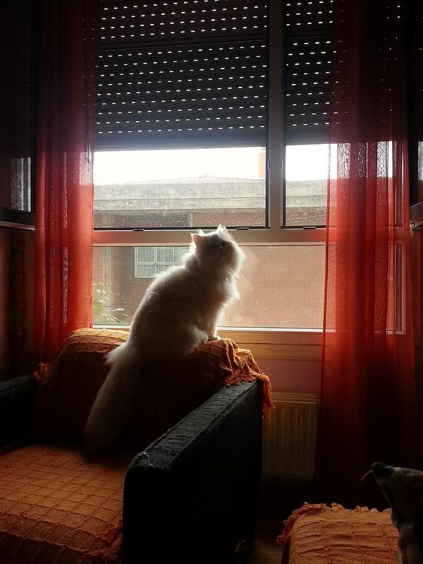 Androidografia Barakaldo CCCXXVI. Los curiosos III Androidografia Barakaldo 1485