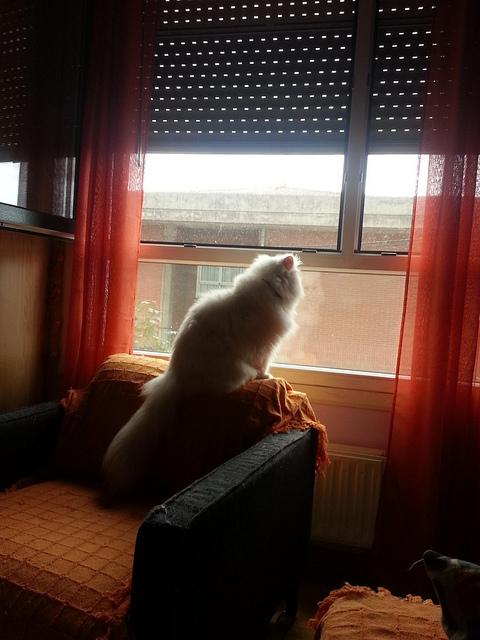 Androidografia Barakaldo CCCXXVI. Los curiosos III Androidografia Barakaldo 1484