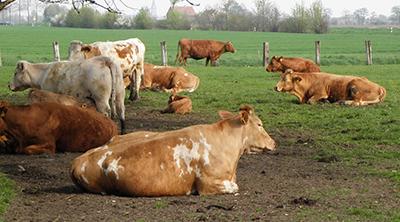 Cows by Enzo Pepe Los Ig Nobel 2013: premios a logros que primero hacen reír, luego pensar