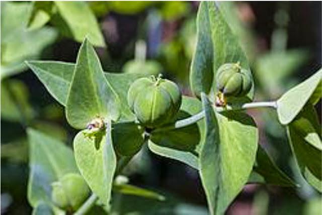 ¿Comemos o conducimos? Euphorbia lathyris tiene la respuesta ¿Comemos o conducimos? Euphorbia lathyris tiene la respuesta