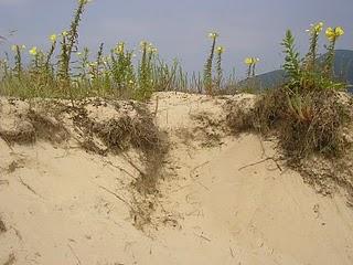 Vegetación psamófila en dunas costeras