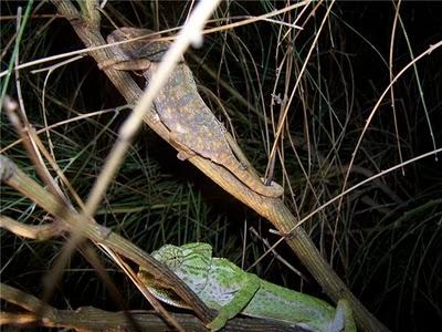 El camaleón común (Chamaeleo Chamaleon) El camaleón común (Chamaeleo Chamaleon)