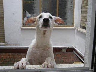 Rufo, cachorro , la perrera le espera antes del 18!!!!! Rufo, cachorro , la perrera le espera antes del 18!!!!!