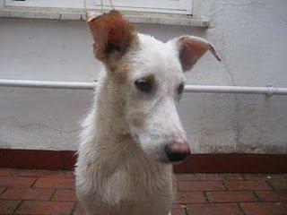 Rufo, cachorro , la perrera le espera antes del 18!!!!! Rufo, cachorro , la perrera le espera antes del 18!!!!!