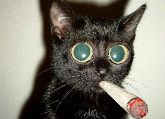 NICOLAS CAGE CONFIESA HABER COMPARTIDO SETAS ALUCINÓGENAS CON SU GATO LEWIS NICOLAS CAGE CONFIESA HABER COMPARTIDO SETAS ALUCINÓGENAS CON SU GATO LEWIS