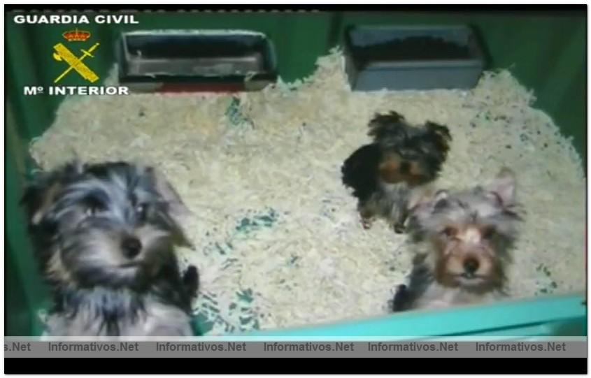 Desmantelada una red de venta de perros por Internet Desmantelada una red de venta de perros por Internet