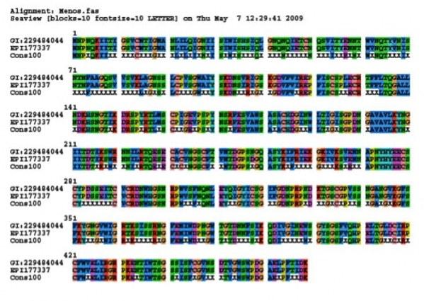 La comparación de 73 secuencias de aminoácidos de la proteínas secuencias mexicanas NP de distintas cepas del virus permite obtener una secuencia consenso en donde se observan sitios conservados (representados con por X) y sitios variables.