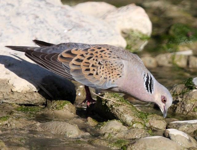 2ª SALIDA DE JULIO AGUA Y SED/2nd JULY OUT WATER AND SED 2ª SALIDA DE JULIO AGUA Y SED/2nd JULY OUT WATER AND SED