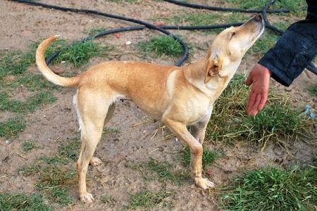 Brandy, simplemente podenca Brandy, simplemente podenca