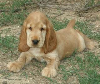 COCKER SPANIEL ANGLÈS