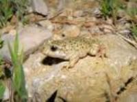 Proyecto para la conservación del sapo partero bético Proyecto para la conservación del sapo partero bético