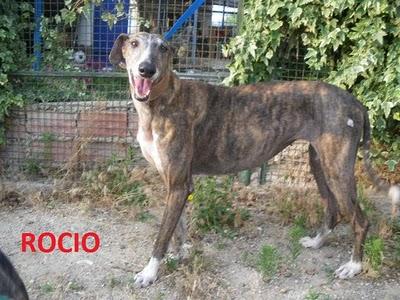 ROCIO Y MINUTO, dos deshechos de cazador en adopción, Madrid ROCIO Y MINUTO, dos deshechos de cazador en adopción, Madrid