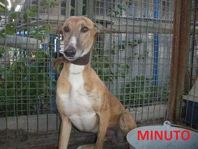 ROCIO Y MINUTO, dos deshechos de cazador en adopción, Madrid ROCIO Y MINUTO, dos deshechos de cazador en adopción, Madrid