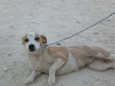 Chispita fue atacada con un martillo...ha sobrevivido...y ahora qué? Chispita fue atacada con un martillo...ha sobrevivido...y ahora qué?