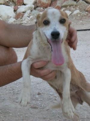 Chispita fue atacada con un martillo...ha sobrevivido...y ahora qué? Chispita fue atacada con un martillo...ha sobrevivido...y ahora qué?