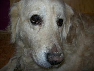 Congregación de amigos felices, fieles y todos unos santos. Congregación de amigos felices, fieles y todos unos santos.