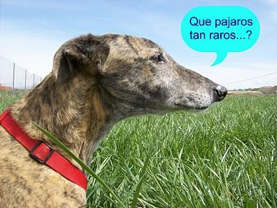 Congregación de amigos felices, fieles y todos unos santos. Congregación de amigos felices, fieles y todos unos santos.