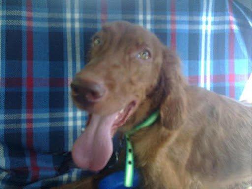 Queco con 8 meses ya sabe lo que es una perrera . Setter Queco con 8 meses ya sabe lo que es una perrera . Setter