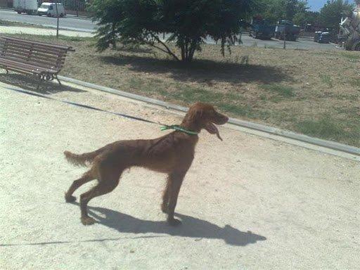 Queco con 8 meses ya sabe lo que es una perrera . Setter Queco con 8 meses ya sabe lo que es una perrera . Setter