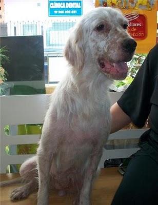 Jade una setter muy especial (Murcia) Jade una setter muy especial (Murcia)