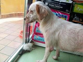 Jade una setter muy especial (Murcia) Jade una setter muy especial (Murcia)
