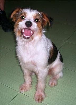 Panchito, pequeñín de nuevo en adopción (Murcia) Panchito, pequeñín de nuevo en adopción (Murcia)