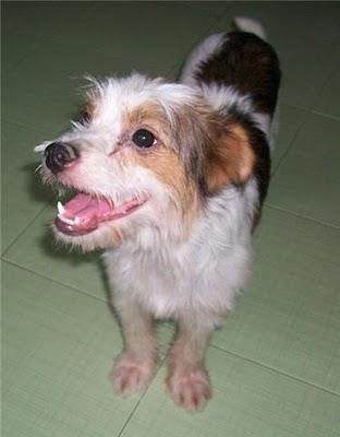 Panchito, pequeñín de nuevo en adopción (Murcia) Panchito, pequeñín de nuevo en adopción (Murcia)