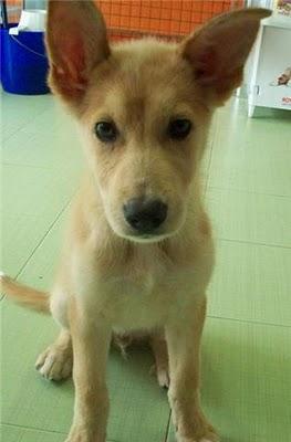 Thor, cachorro cruce de husky en adopción (Murcia) Thor, cachorro cruce de husky en adopción (Murcia)