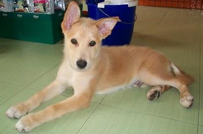 Thor, cachorro cruce de husky en adopción (Murcia) Thor, cachorro cruce de husky en adopción (Murcia)