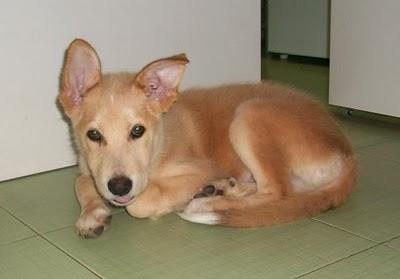 Thor, cachorro cruce de husky en adopción (Murcia) Thor, cachorro cruce de husky en adopción (Murcia)