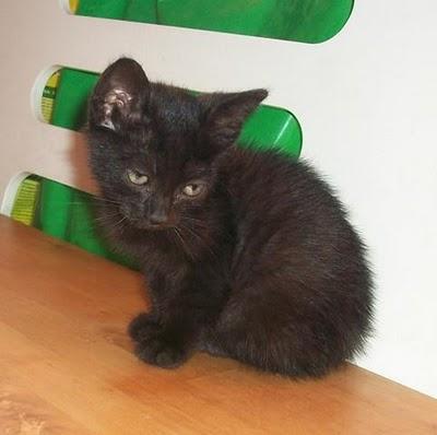 Morgana, linda gatita en adopción (Murcia) Morgana, linda gatita en adopción (Murcia)