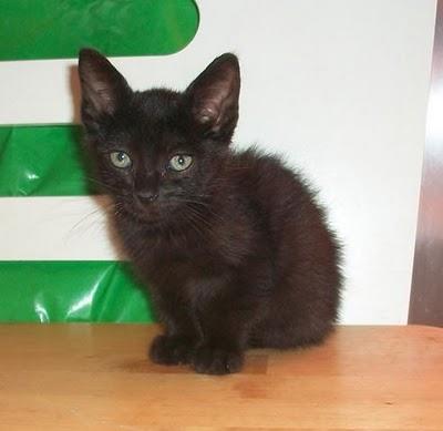 Morgana, linda gatita en adopción (Murcia) Morgana, linda gatita en adopción (Murcia)