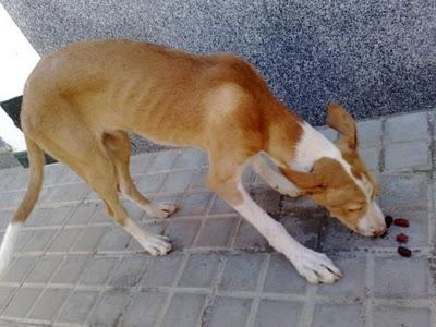 Badajoz podenco VERDI, PODENCO (4 MESES) LASTIMADO Y EN LA CALLE Badajoz podenco VERDI, PODENCO (4 MESES) LASTIMADO Y EN LA CALLE