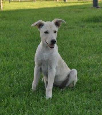 Perrita abandonada en un parque (Murcia) Perrita abandonada en un parque (Murcia)