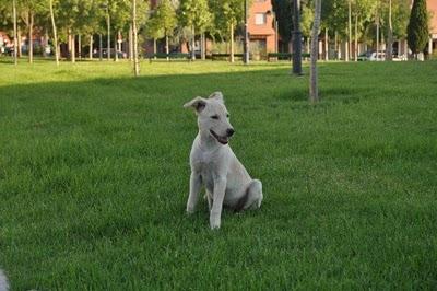 Perrita abandonada en un parque (Murcia) Perrita abandonada en un parque (Murcia)
