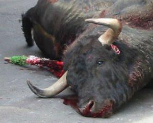 CATALUÑA PROHIBE LAS CORRIDAS DE TOROS! CATALUÑA PROHIBE LAS CORRIDAS DE TOROS!