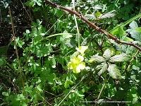 Flora Introducida: La Vinagreta Flora Introducida: La Vinagreta