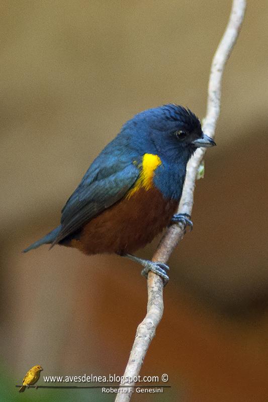 Tangará alcalde (Chestnut-bellied euphonia) Euphonia pectoralis Tangará alcalde (Chestnut-bellied euphonia) Euphonia pectoralis