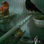 aviario-maype-canarios-canaricultura-cria-de-canarios-venta-de-canarios (7)