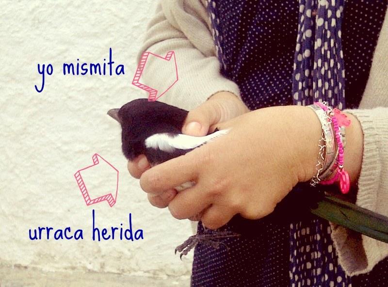 Pájaro que comió, voló. Pájaro que comió, voló.