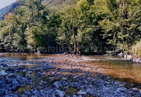 El lenguaje de la naturaleza, los árboles durante el otoño Río Sella. Arriondas. Asturias.
