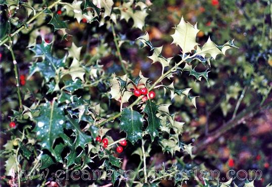 El lenguaje de la naturaleza, los árboles durante el otoño Acebo. Ruta del Alba. Asturias.