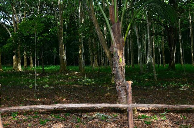 Naturaleza cubana: Rancho Querete