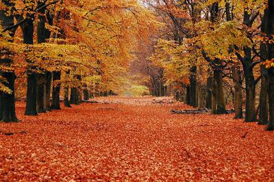 Otoño, seas bienvenido.