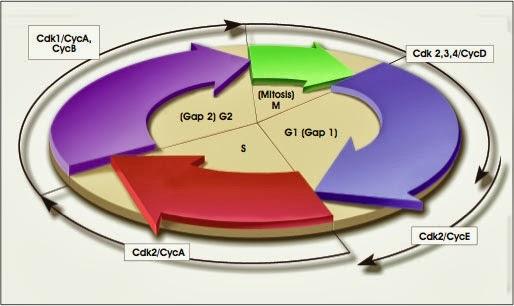 Interfase, subfase de síntesis “S”, primer fase de crecimiento “G1” y fase M