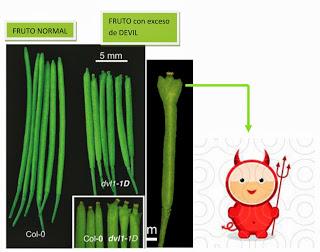 ¡ESTE FRUTO ESTÁ ENDEMONIADO ¡ESTE FRUTO ESTÁ ENDEMONIADO